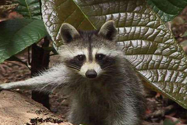 parc-mamelles-guadeloupe-visite