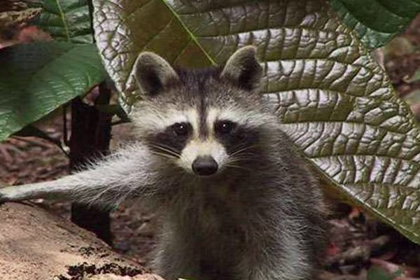 parc-mamelles-guadeloupe-visite