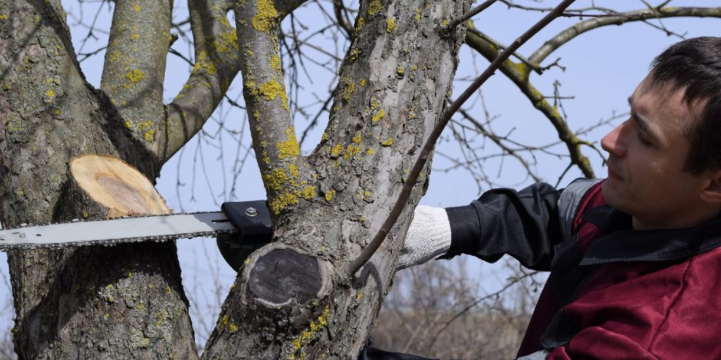 Landscaping Tips: When’s the Cheapest Time of Year for Tree Removal?