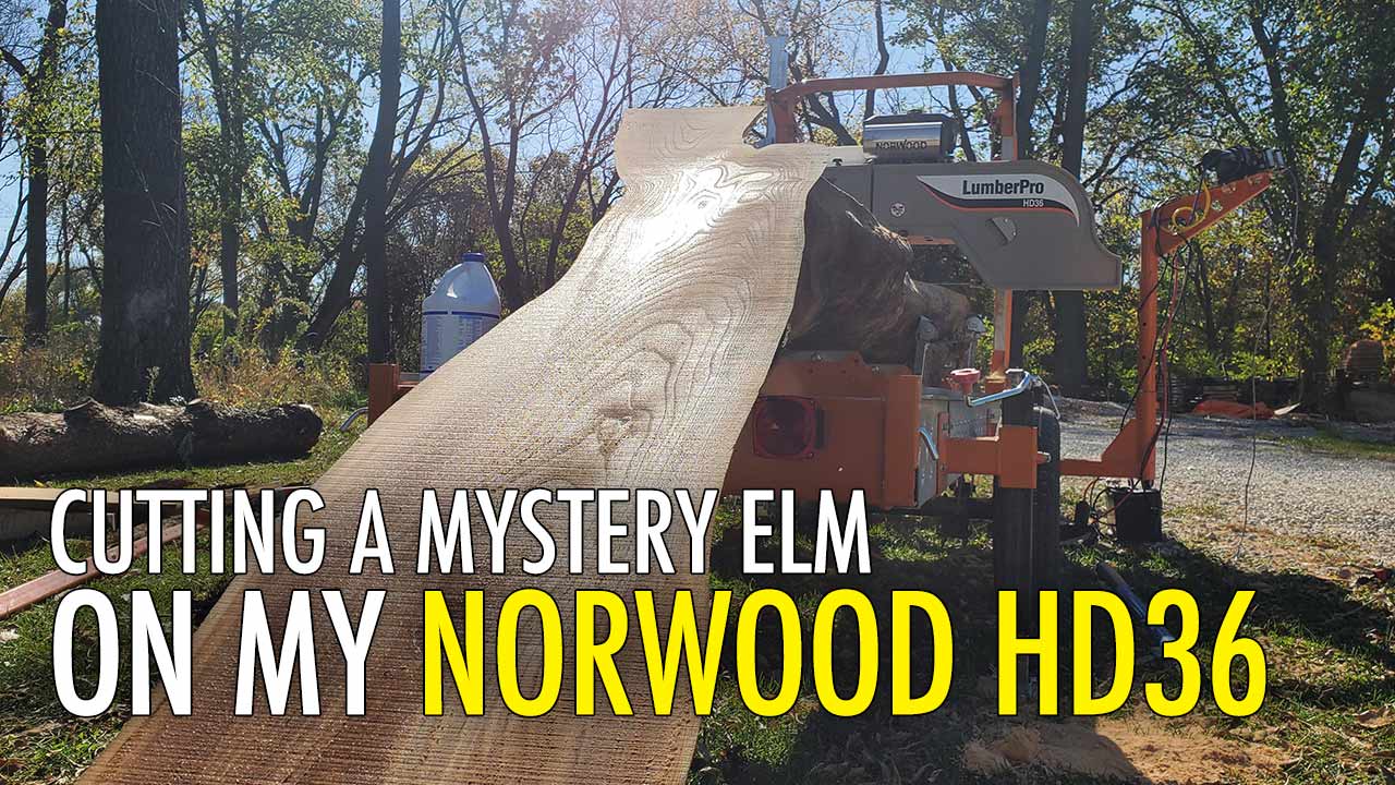 Cutting a Mystery Elm on my Norwood HD36
