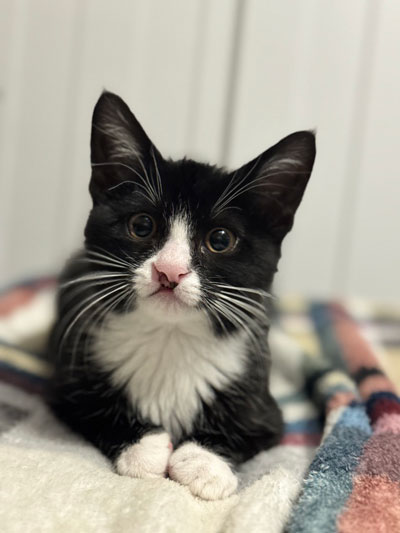 ShopNotes podcast image of Notch the assistant shop manager