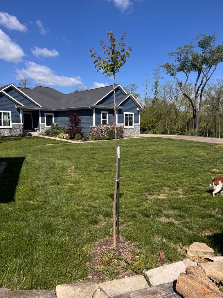 Kentucky coffee tree