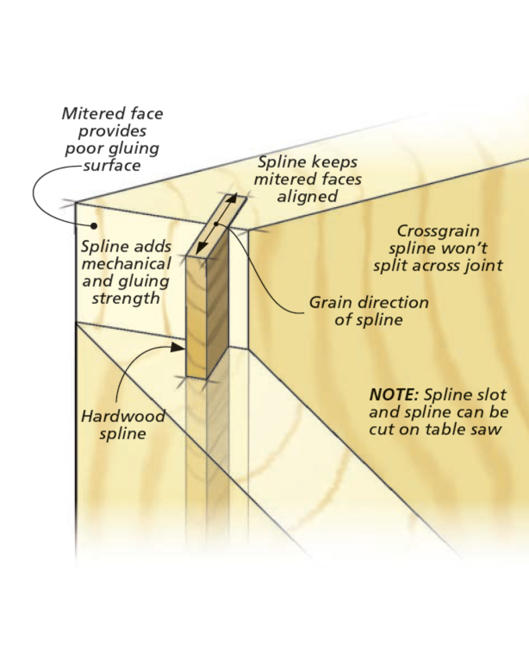 Illustrated diagram shows how spline benefits miter saw by offering an angled face as well as adding mechanical and gluing strength.