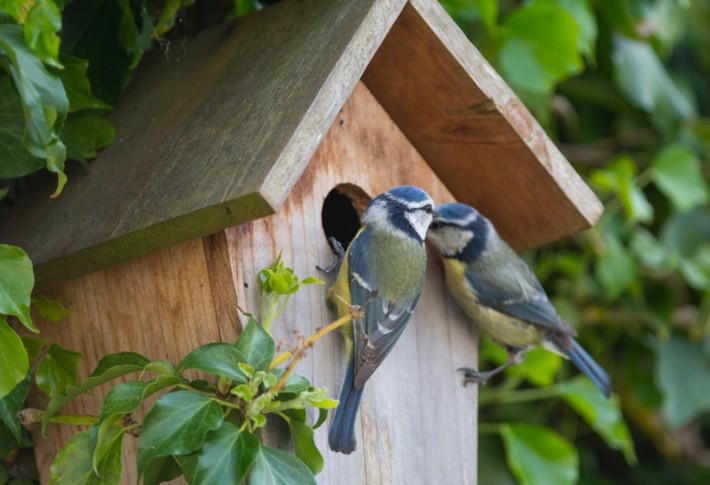The Best Bird House Kits for First-Time Builders