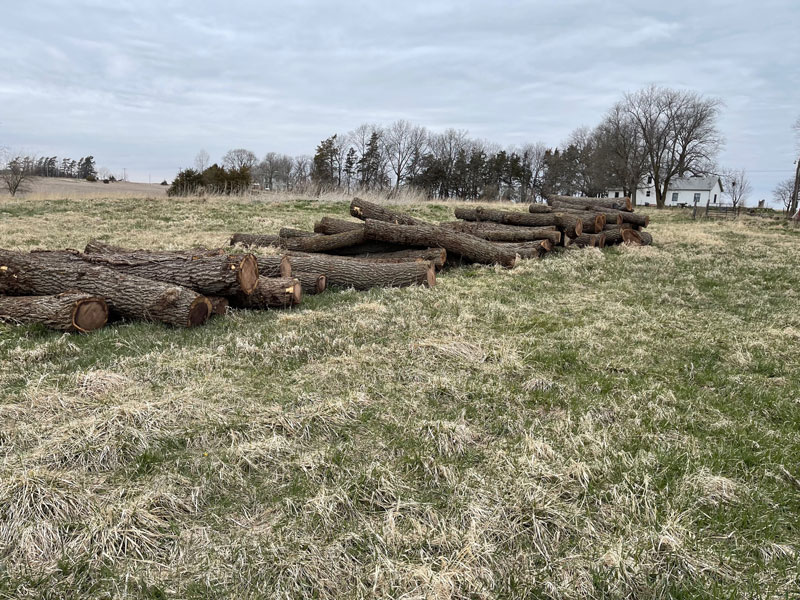 Iowa walnut logs