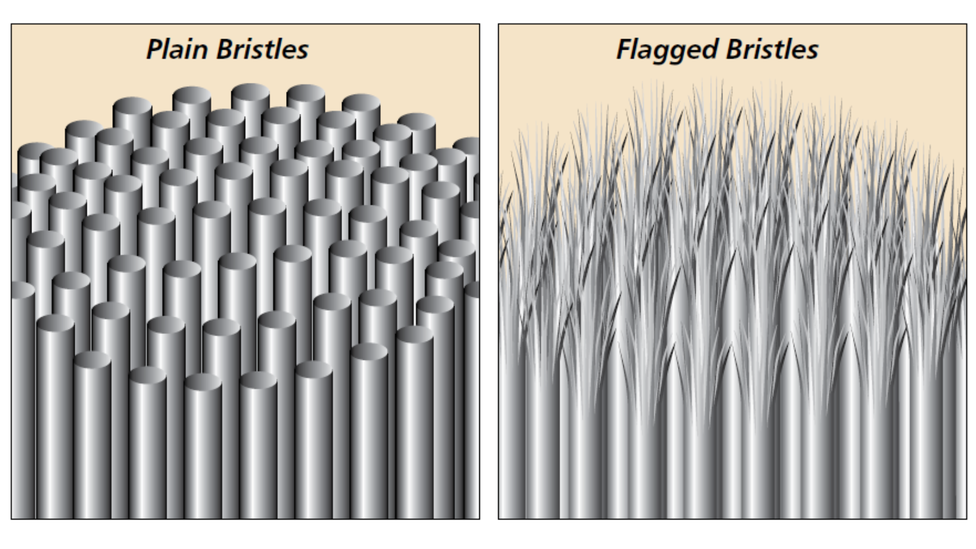 diagram showing shapes of plain and flagged bristles