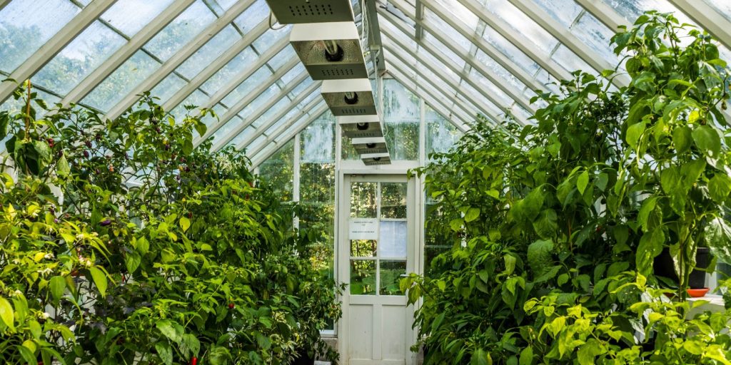 How to Build a Greenhouse Cheap: Plans, Tips, and Tools