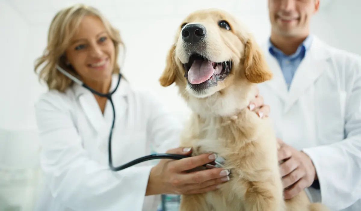 Do All Vets Take Pet Insurance? Understanding the Landscape of Veterinary Payment Options