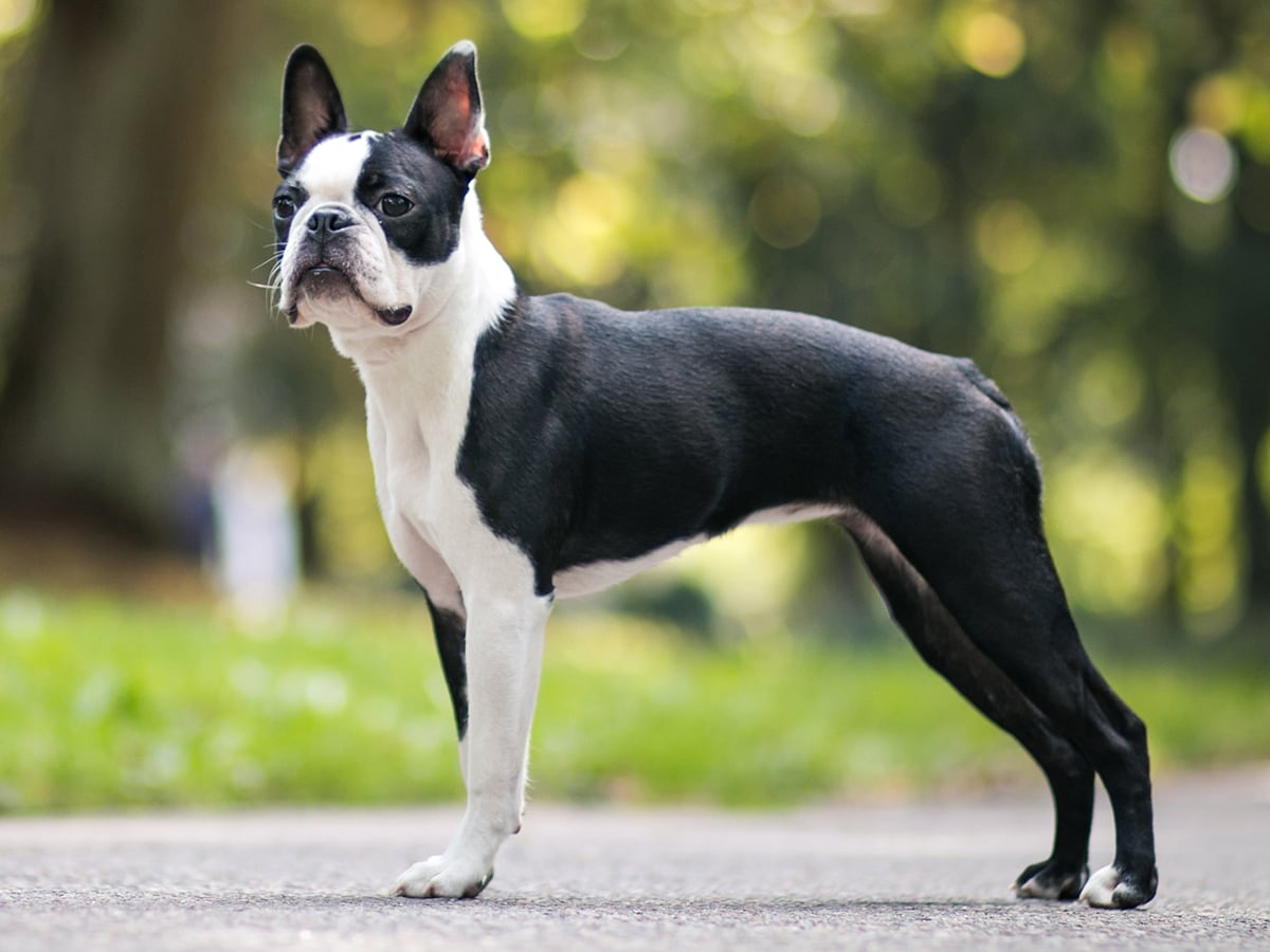 how much does a boston terrier puppy cost?
