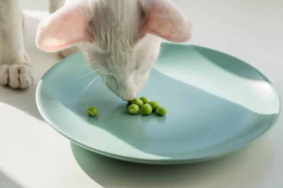 Are peas bad for cats sale