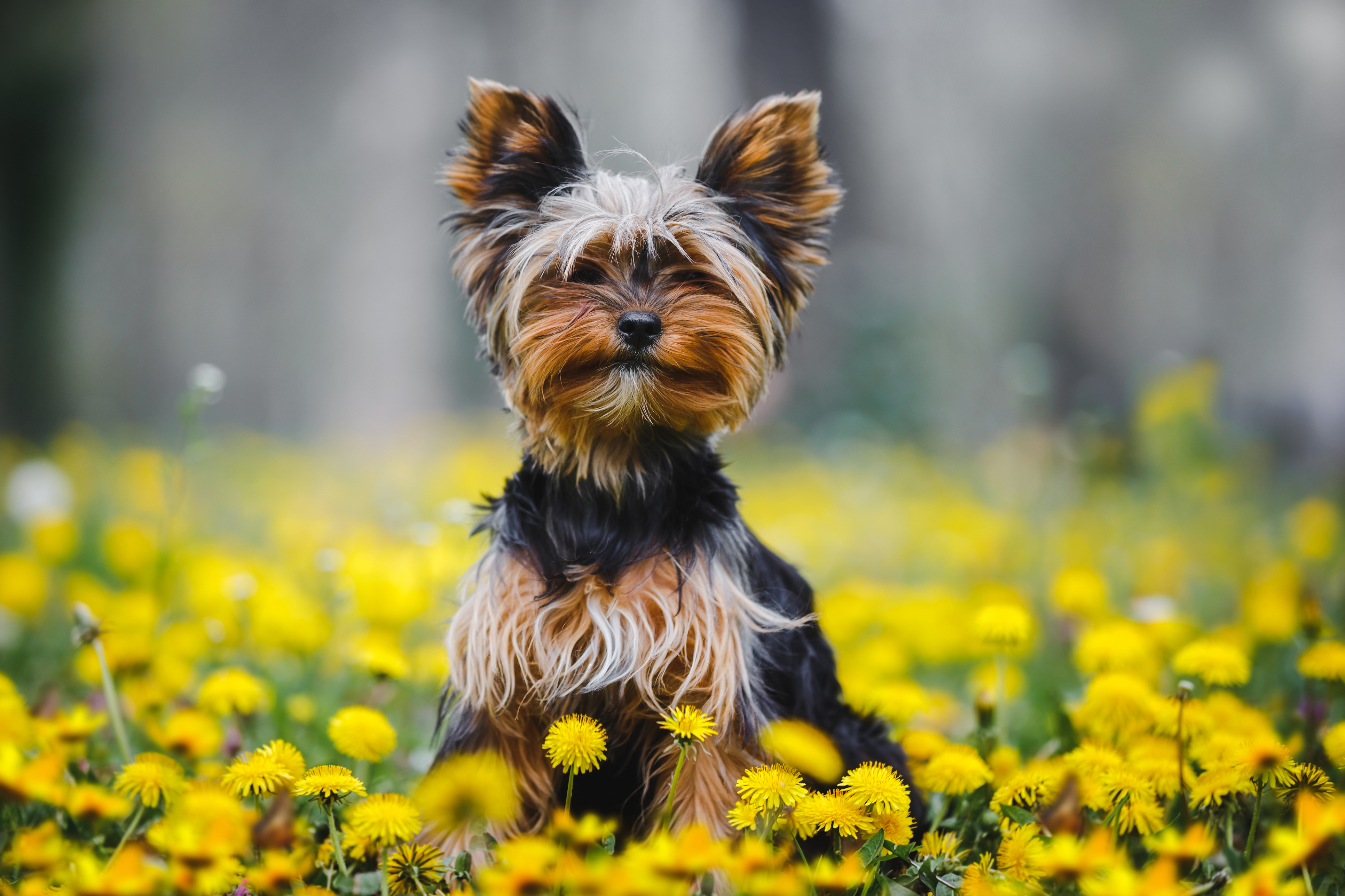 100 + Funny Dog Names for the Comedically Inclined | Spot Pet Insurance