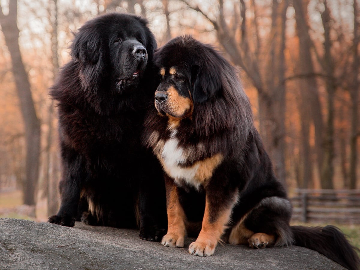 What's Price of A Tibetan Mastiff 2023? | Pet Insurance