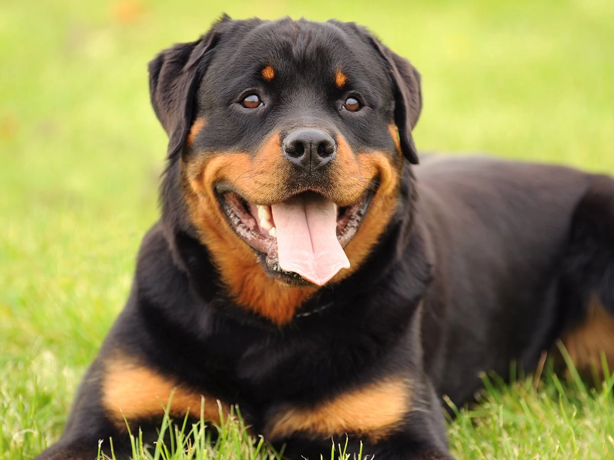 how much is a rottweiler puppy?