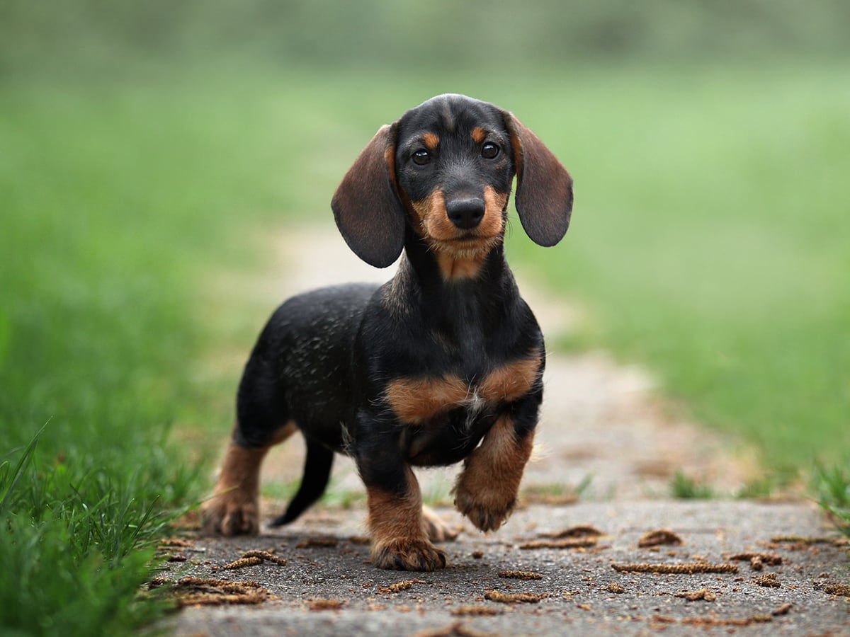 What'S The Price Of A Dachshund In 2023? | Spot