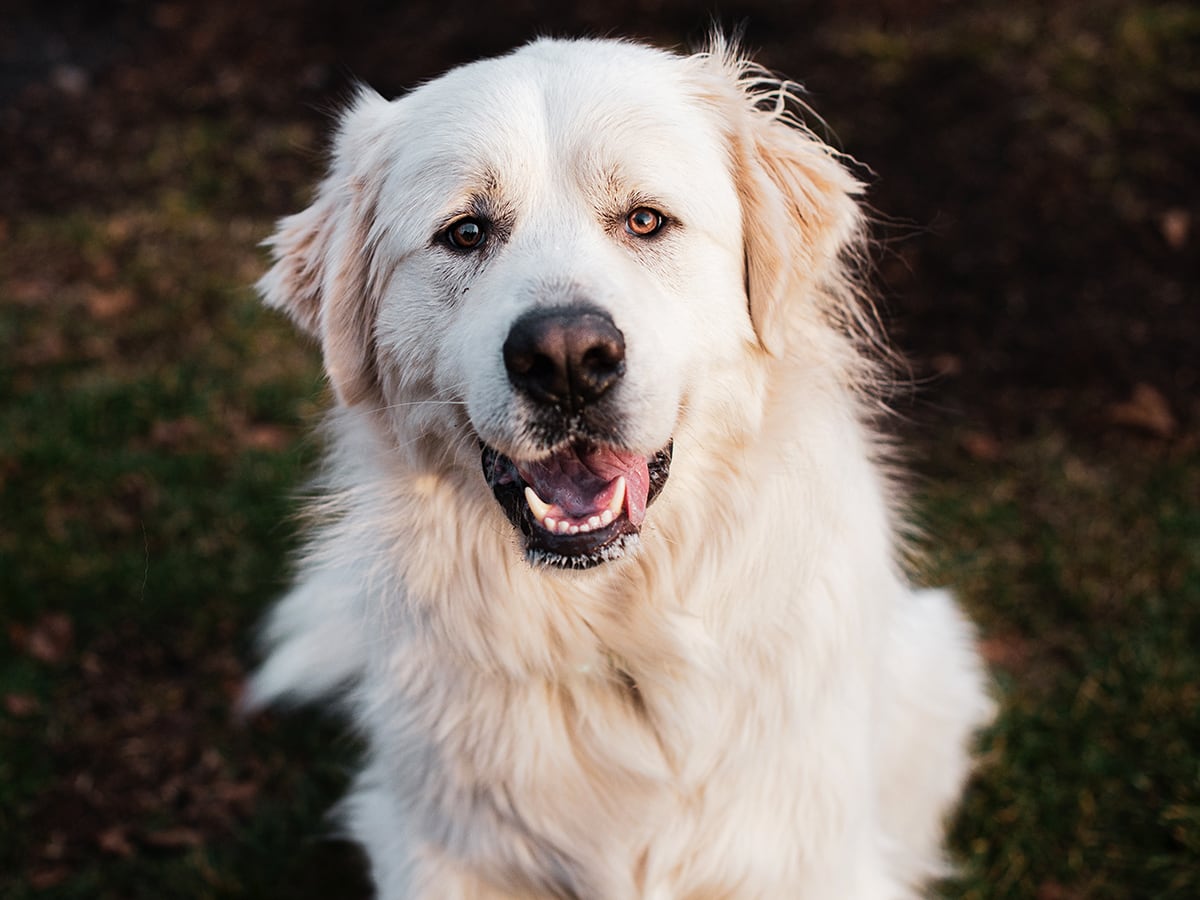 How much to clearance feed great pyrenees puppy