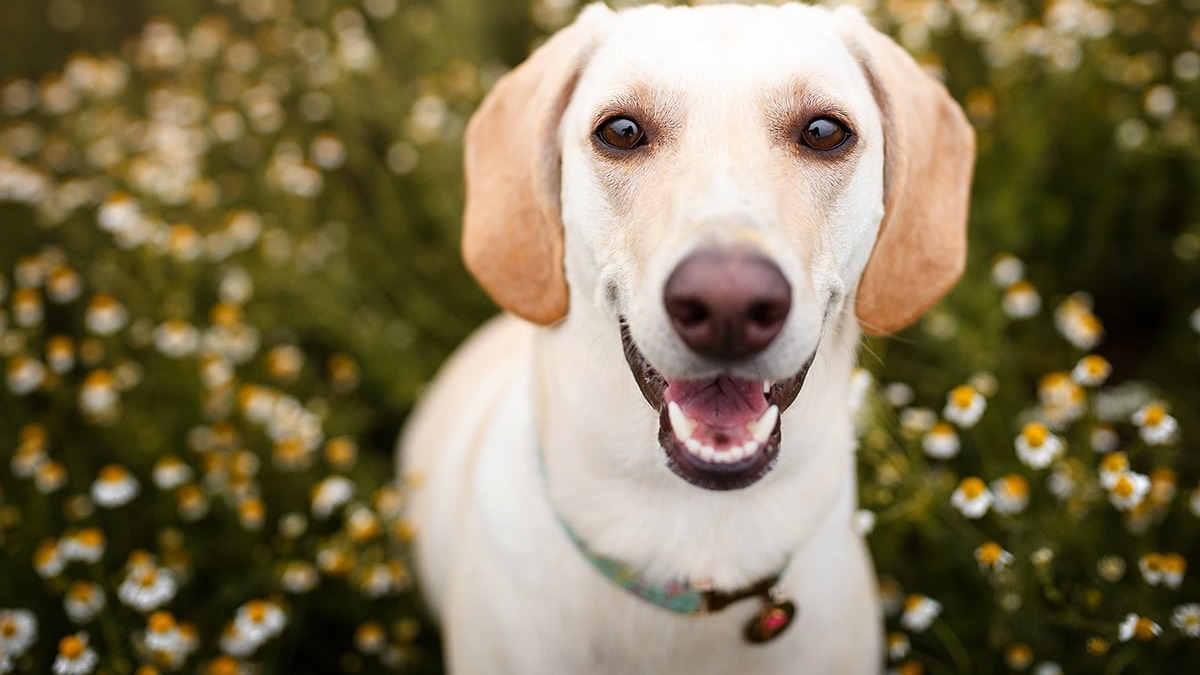 Dog Teeth Cleaning Tips