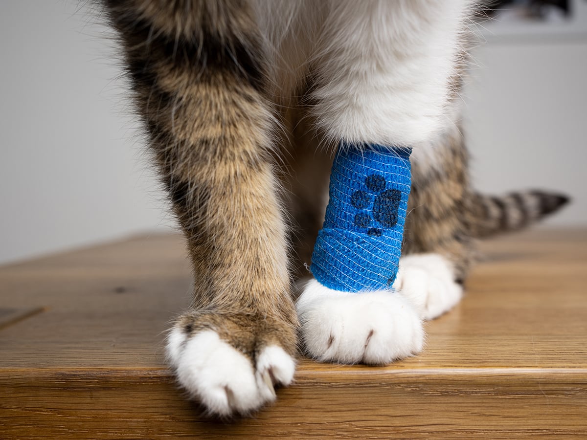 AKC Vs. Spot: Pet Insurance Comparison | Spot®