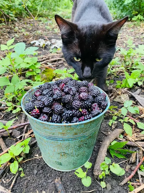 Can Cats Eat Blackberries? Read for More Details | Spot®