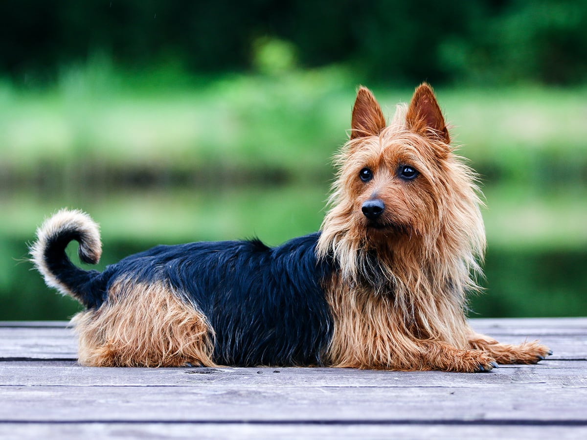 https://images.ctfassets.net/m5ehn3s5t7ec/4W1SQkTLfsrP8IxhZTdwhM/e649cfb1add037b56d0bb9958c73ff42/Australian_Terrier.jpeg