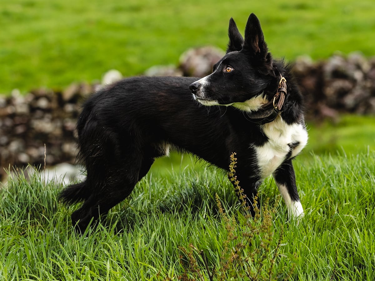 Mcnab Shepherd - Dog Breed Guide | Spot