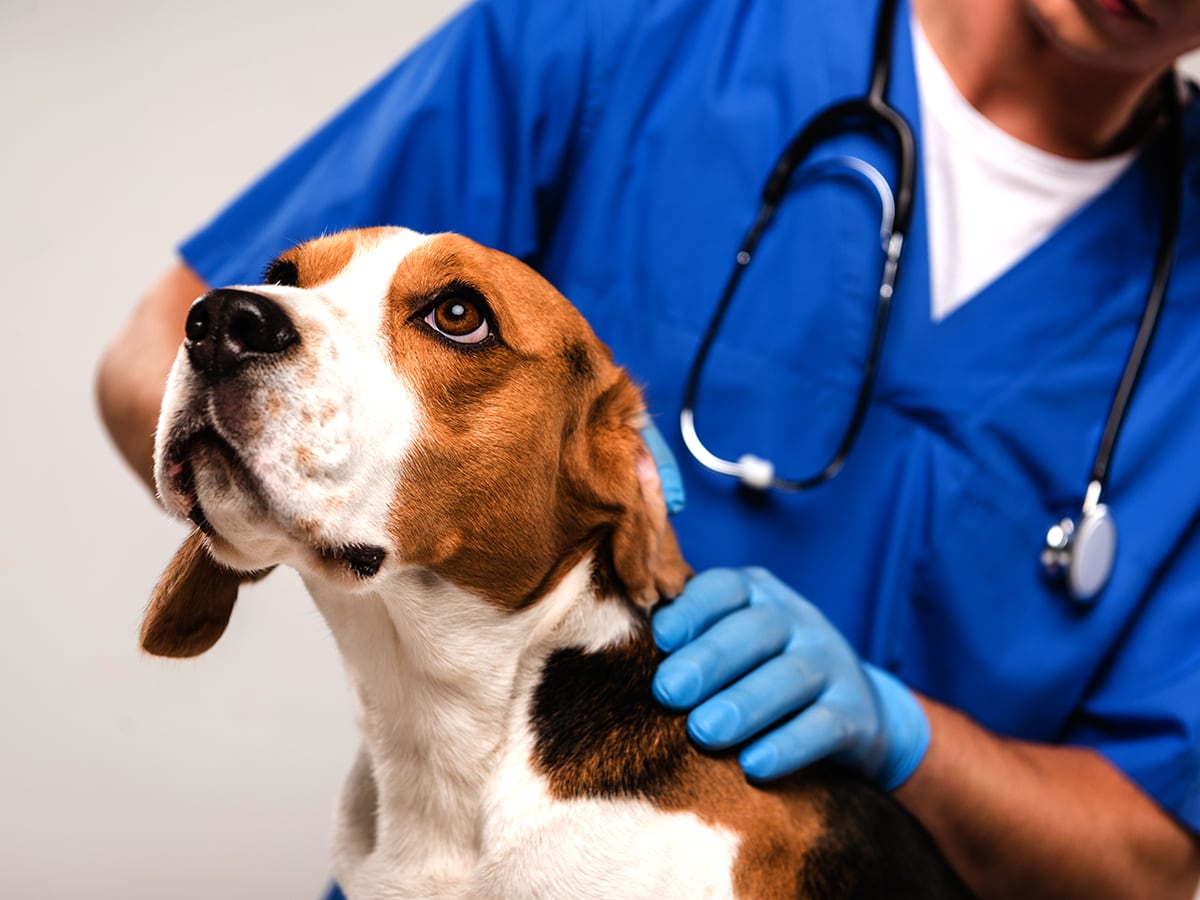 what-is-a-waiting-period-in-pet-insurance-spot