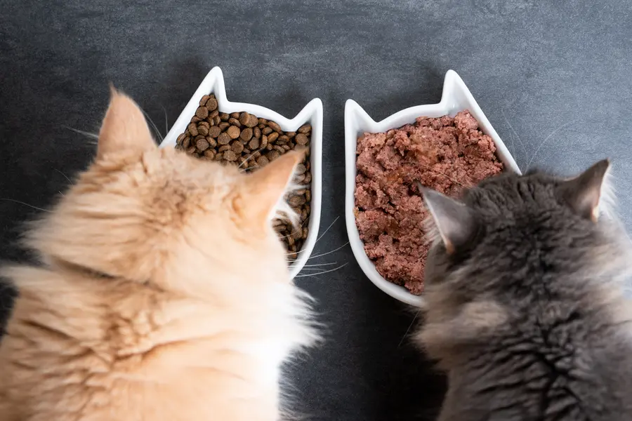 Are Preservatives in Cat Food Dangerous Here s What You Need to