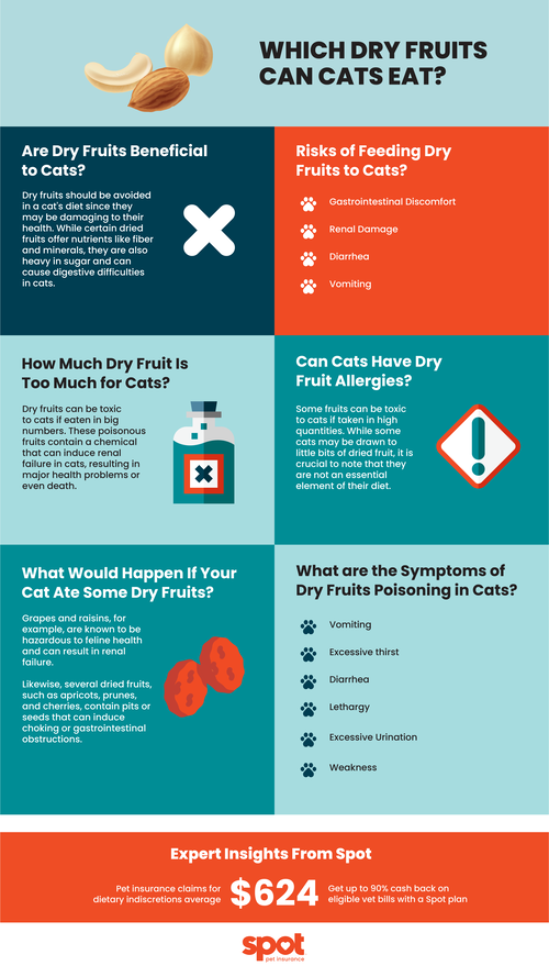 Which Dry Fruits Can Cats Eat Spot