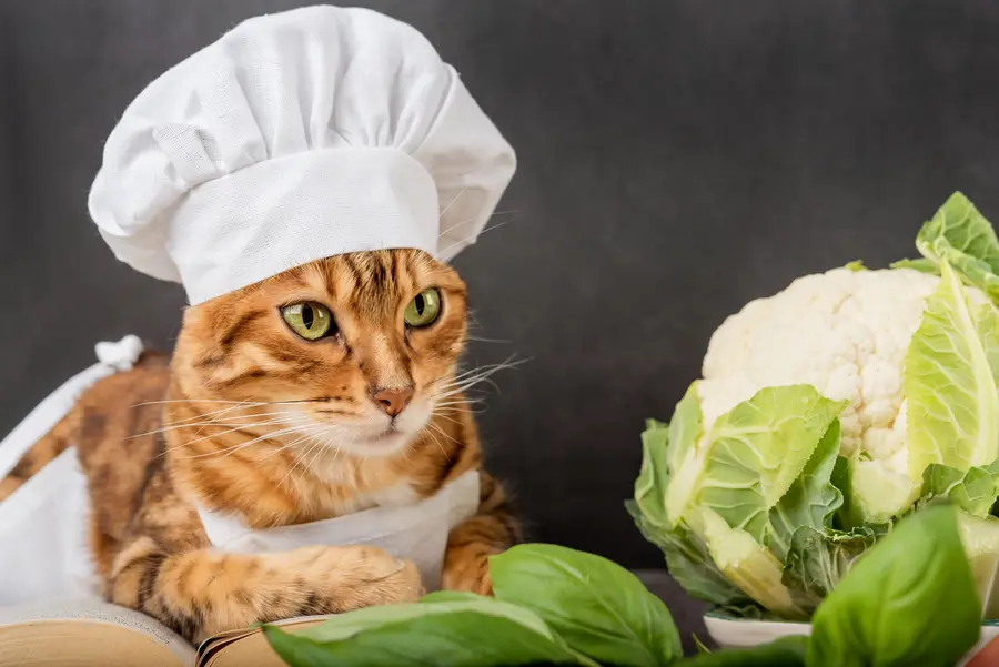 Can Cats Eat Cauliflower? Review the Pros and Cons | Spot®