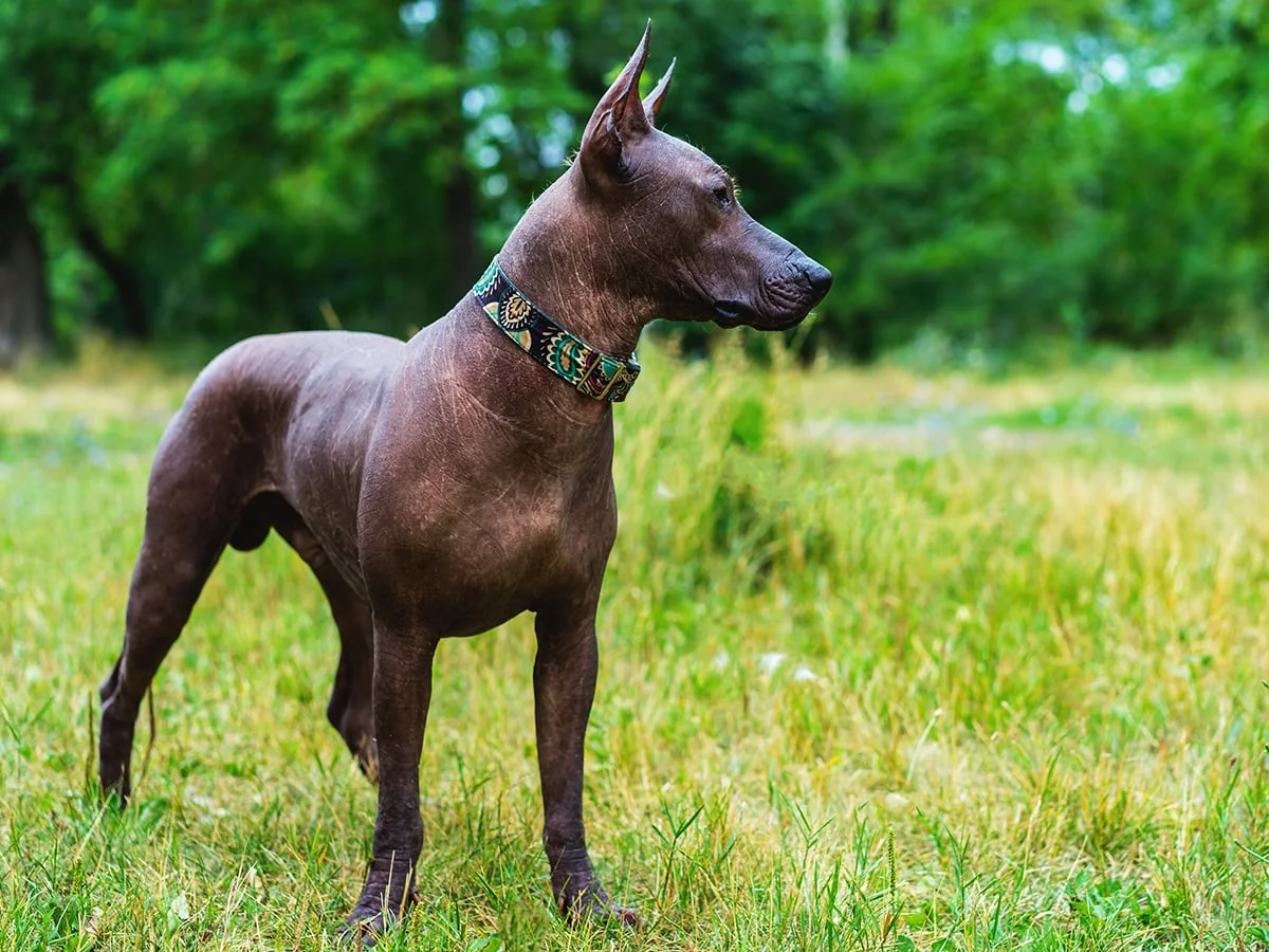 Mexican hairless dogs for clearance adoption