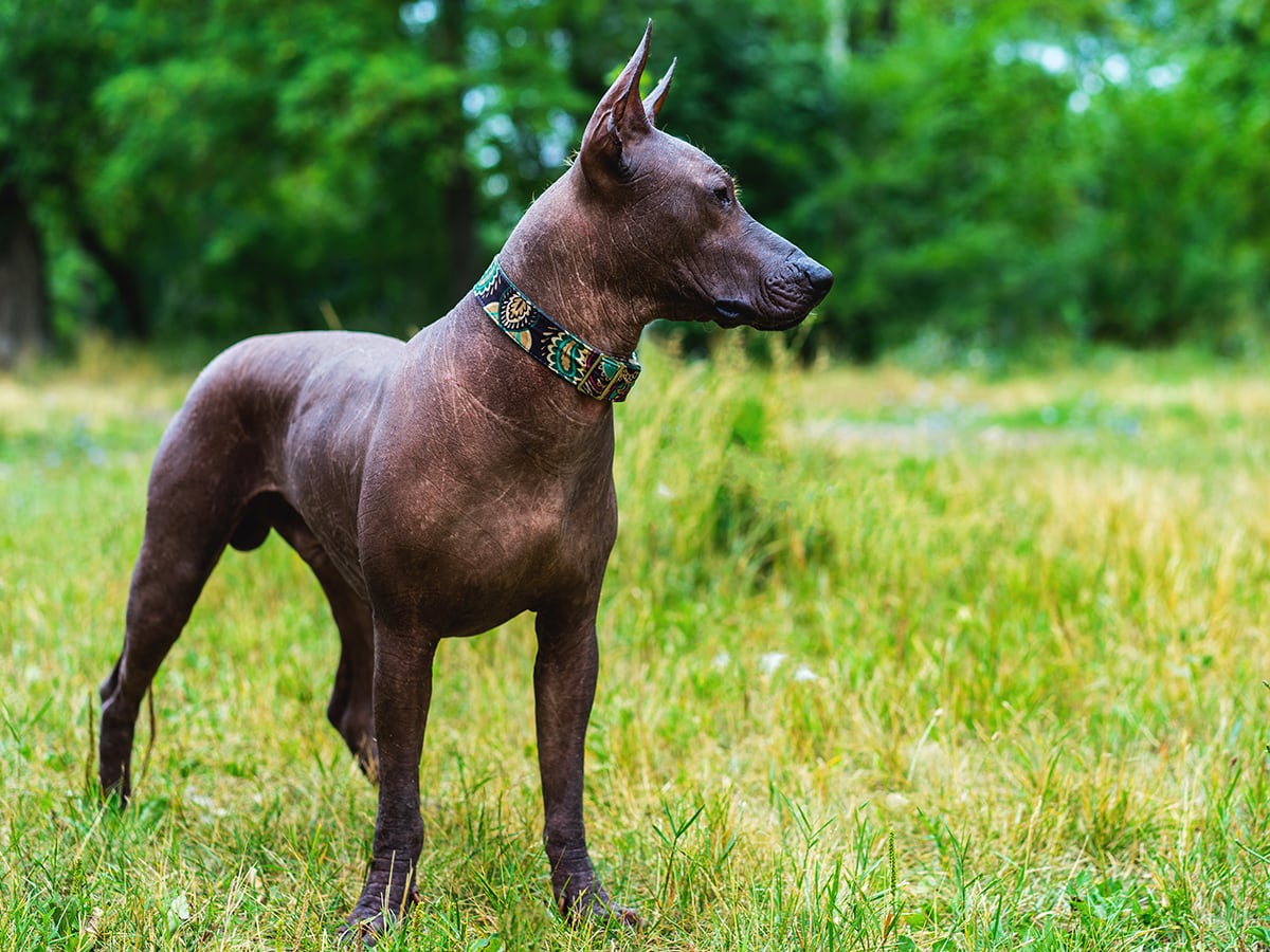 xoloitzcuintli price