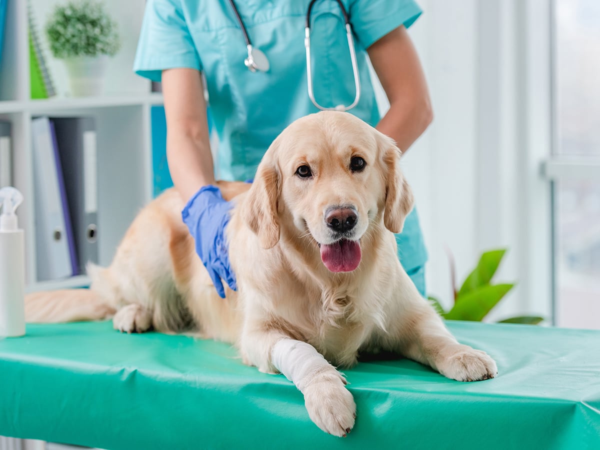 How Much Does an Emergency Vet Visit Cost? Spot®