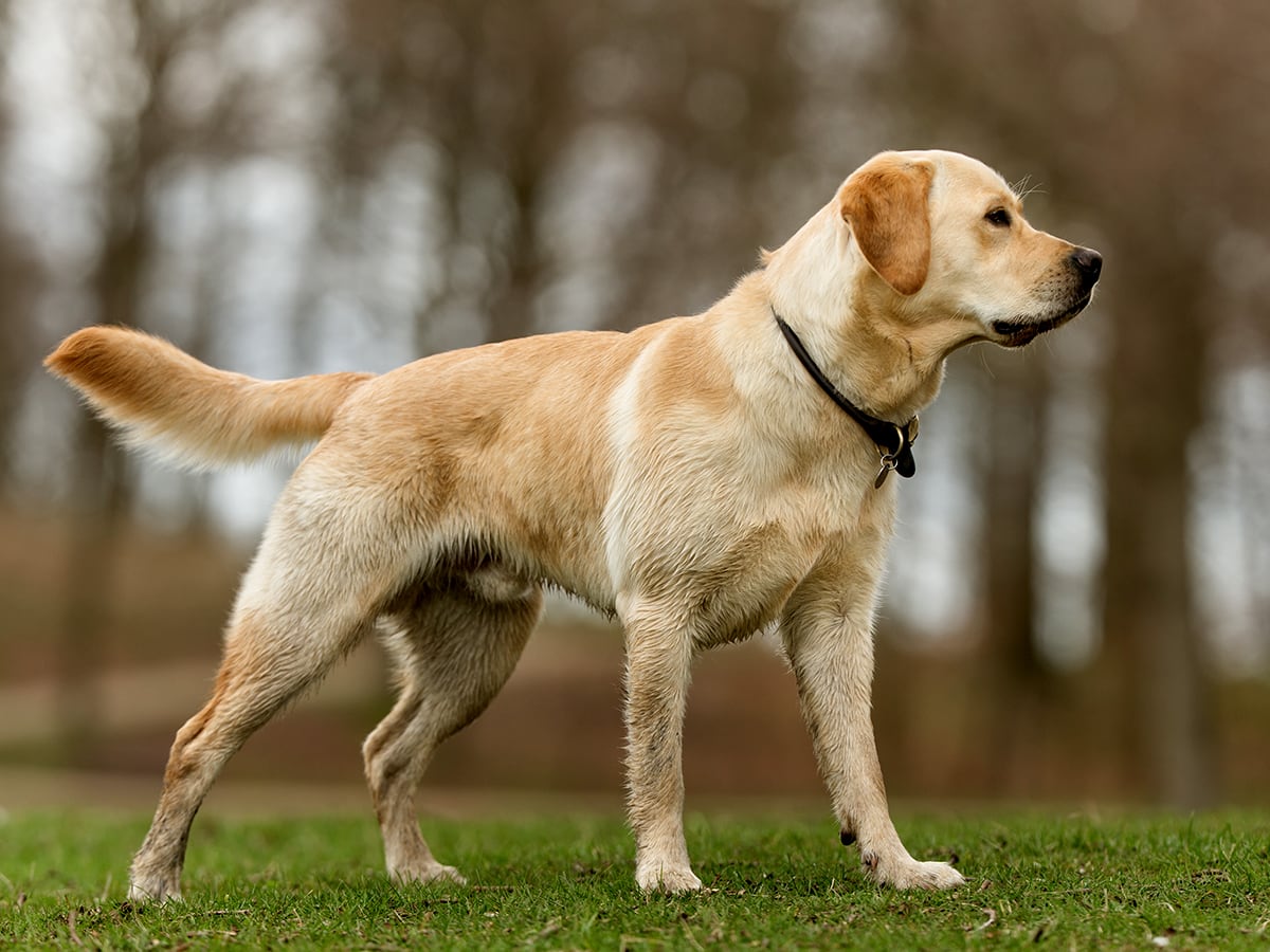 How Much Does a Labrador Retriever Cost Spot