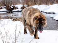 Russian Shepherd Price Factory Sale Www danzhao cc