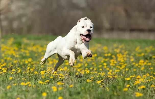 Dogo Argentino Dog Breed Health and Care