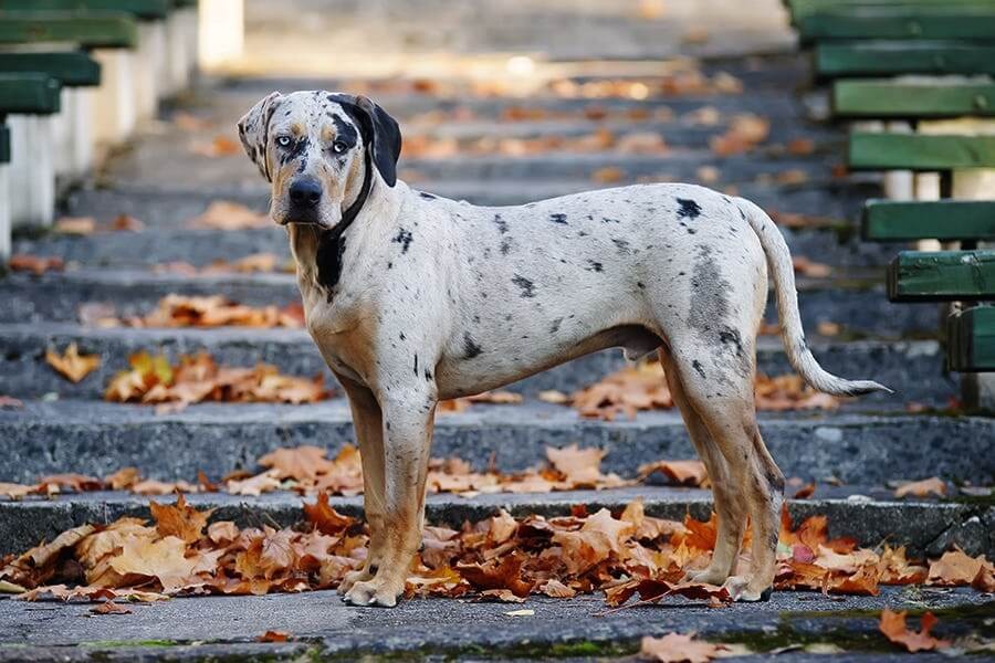 are catahoula leopard dogs deaf