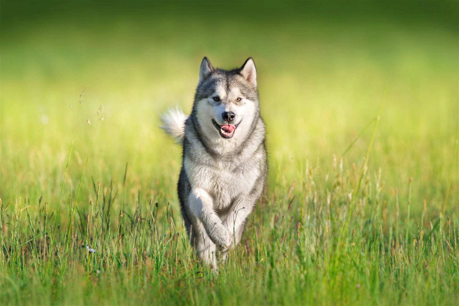 Malamute - Dog Breed Information Guide | Spot Pet Insurance