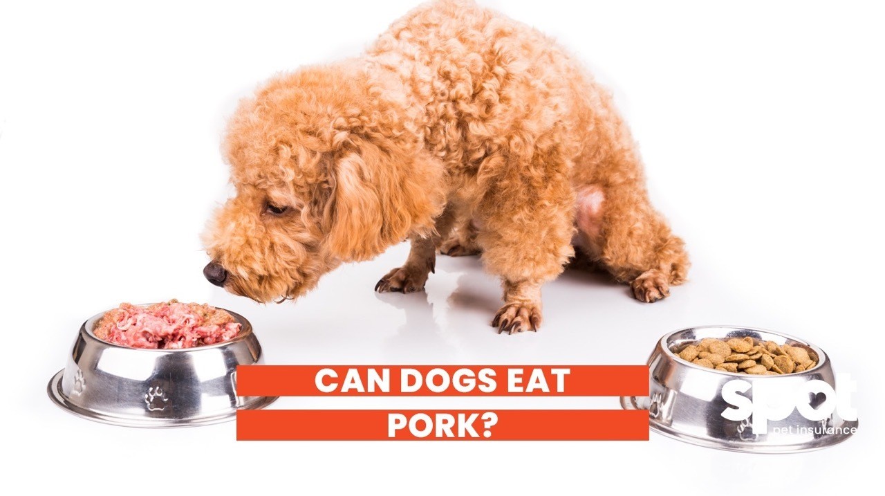 Can dogs digest pork best sale