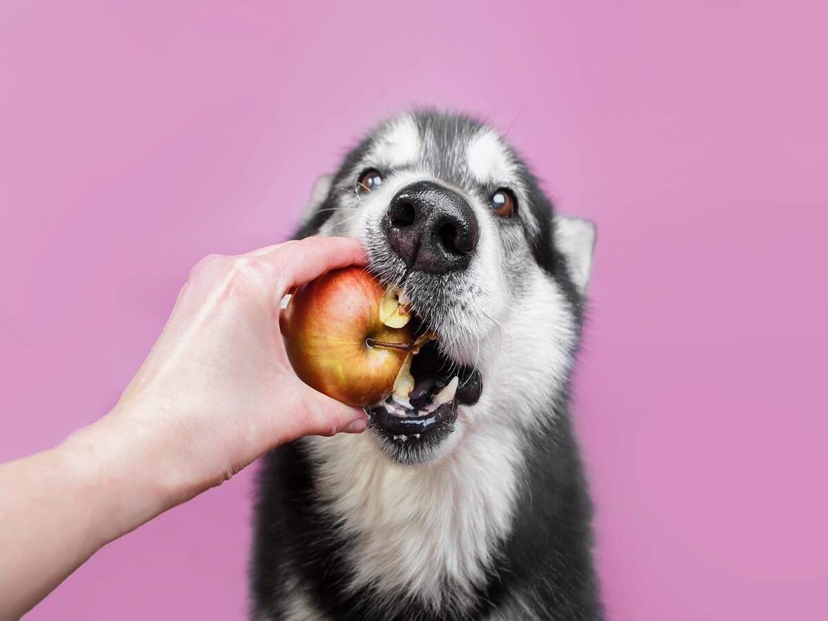 Do dogs hotsell eat fruit