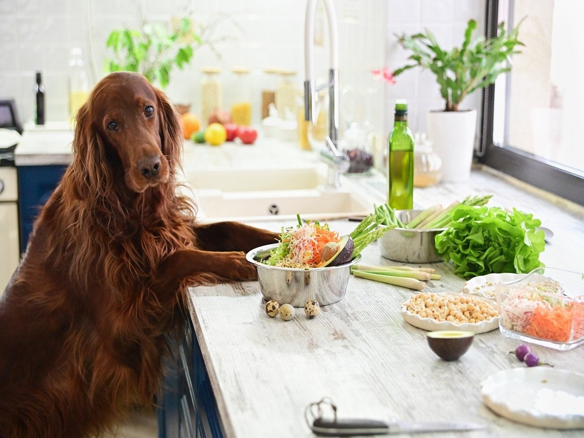 which cooked vegetables are good for dogs