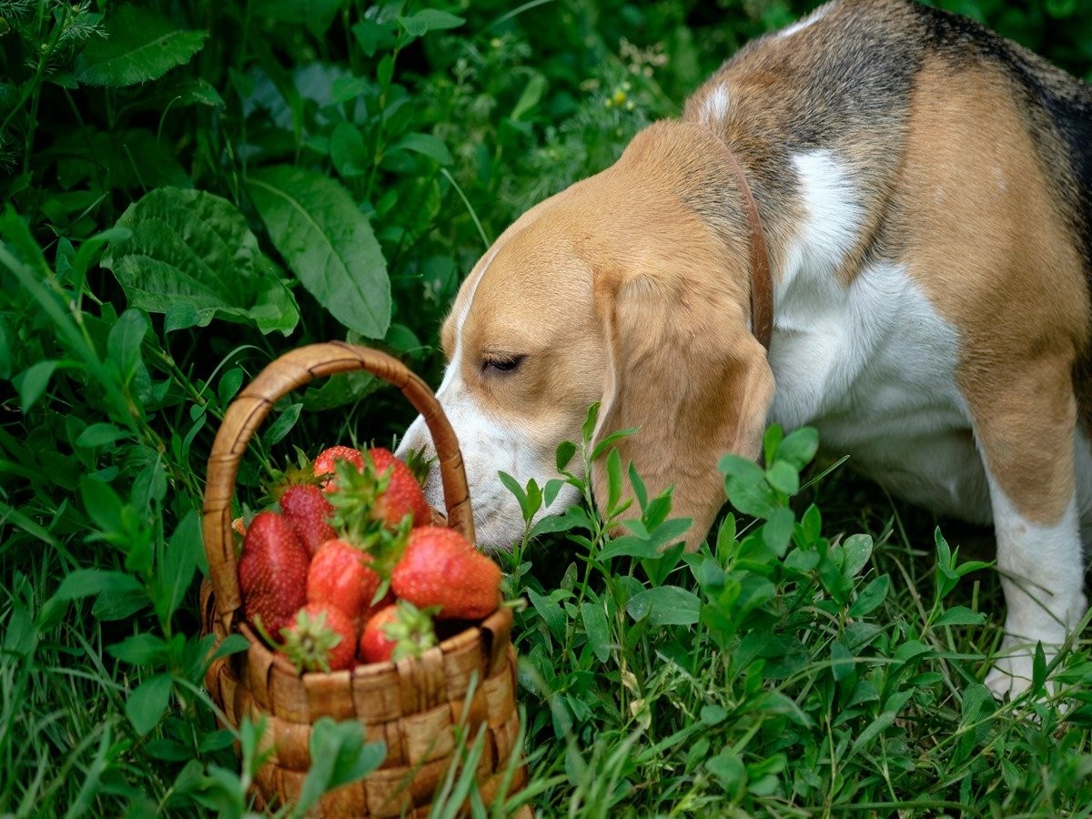 can dogs eat the green part of strawberries