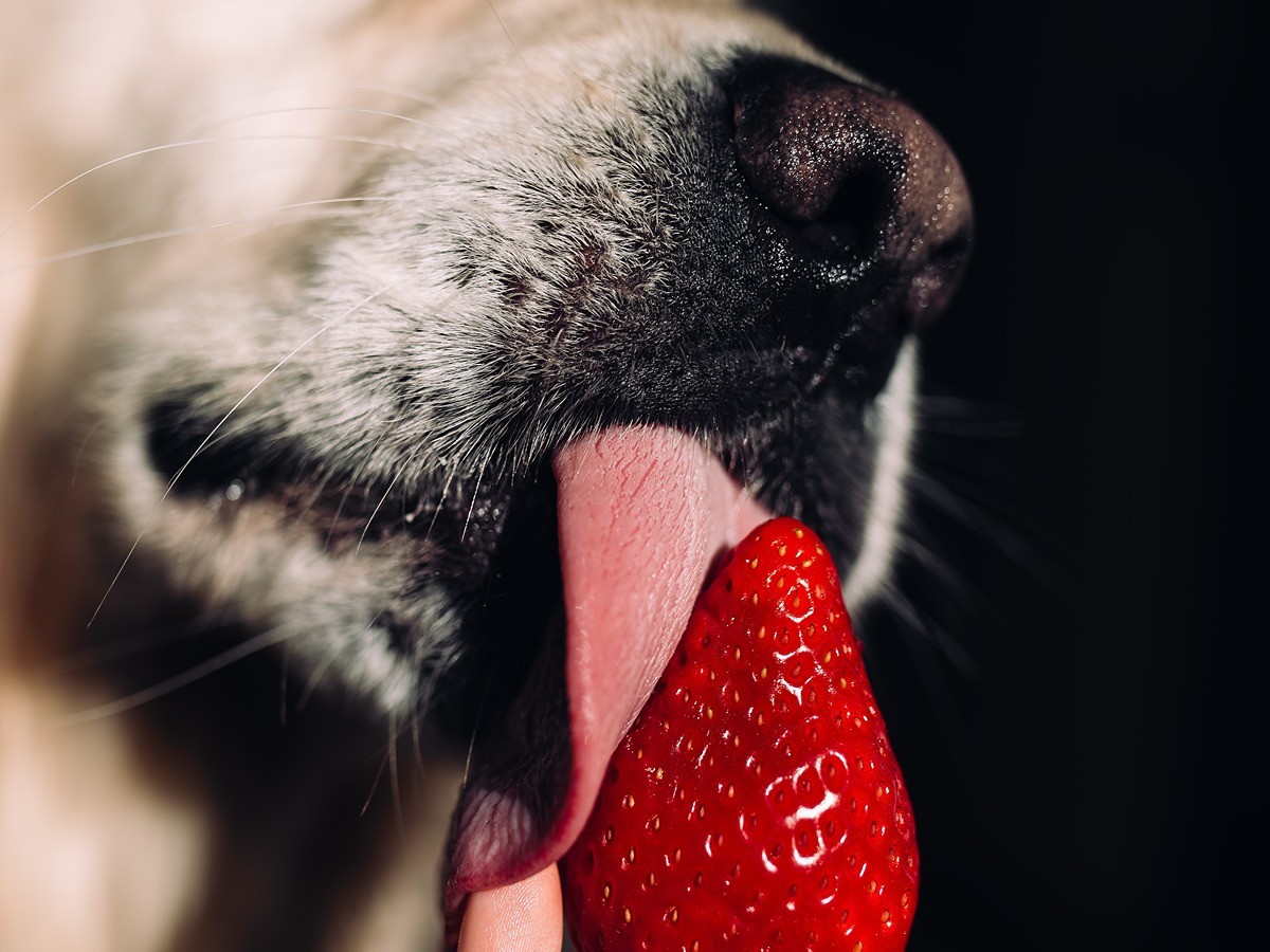 can dogs eat strawberries and kiwi