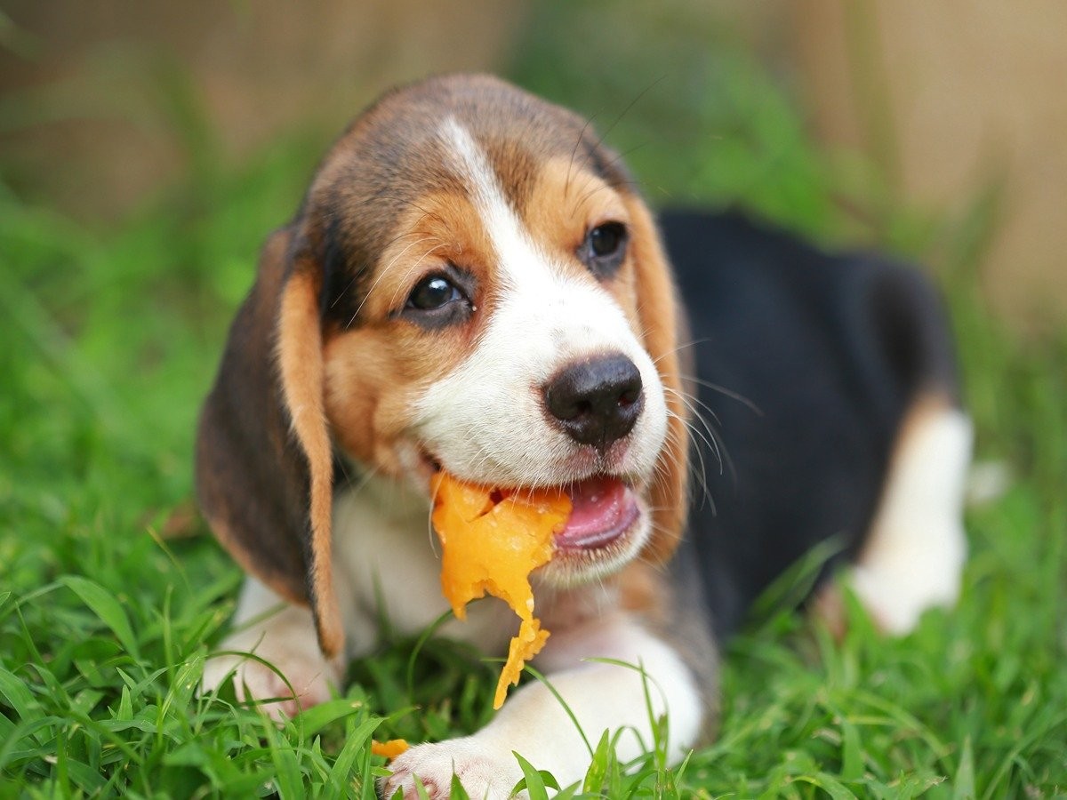 what dried fruit good for dogs