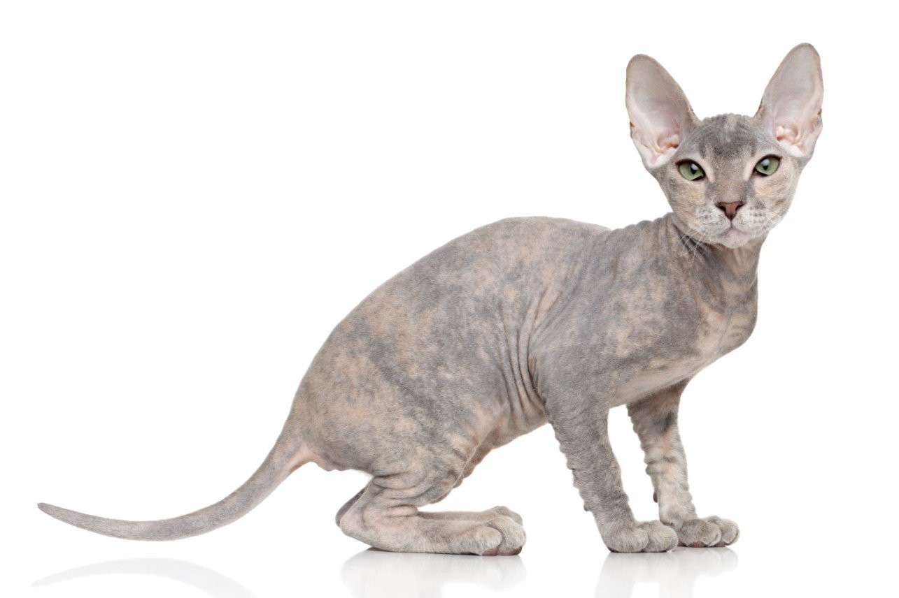 Donskoy Cat: Breed Profile & Information | Spot®