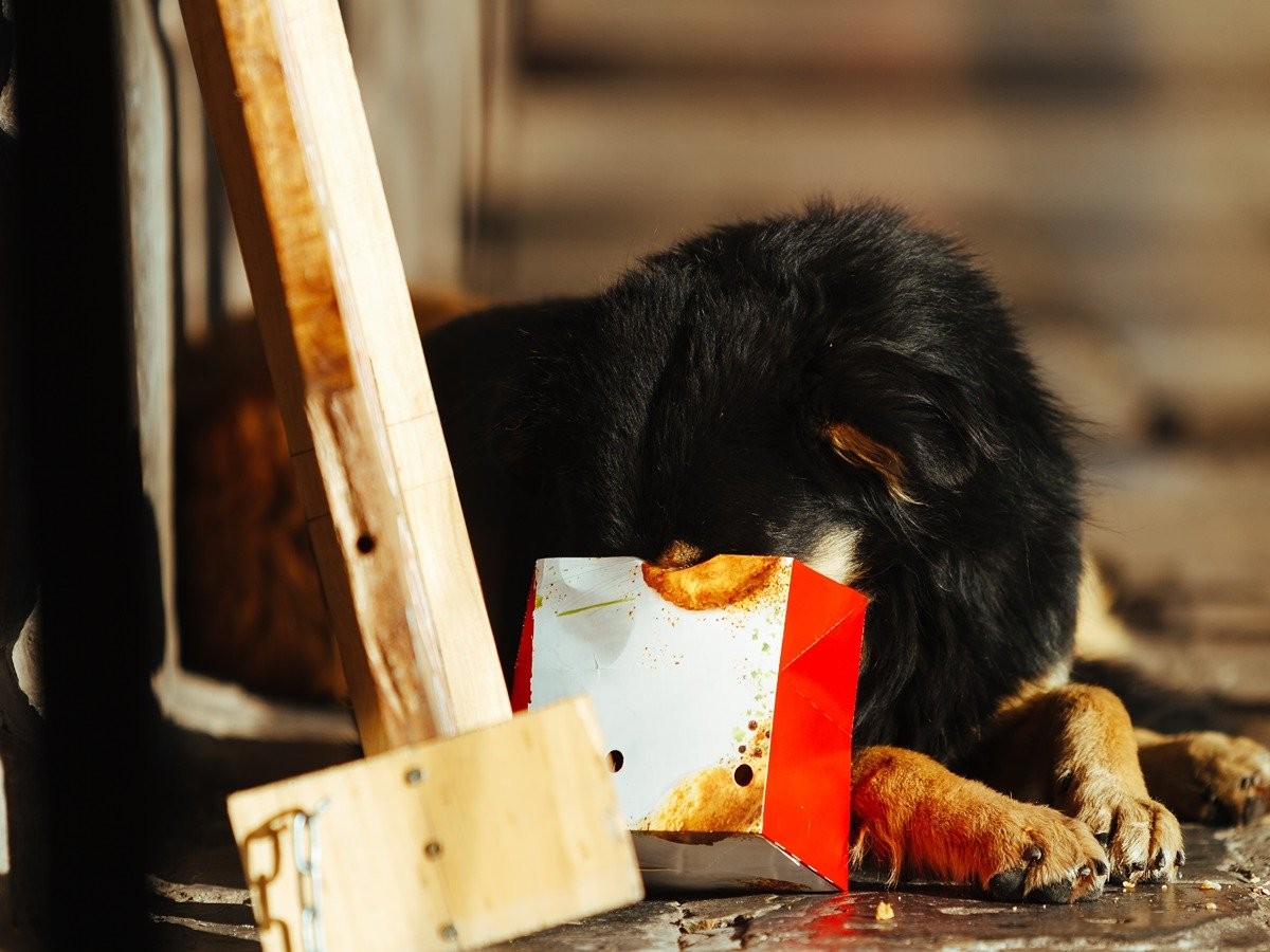 can dogs eat junk food