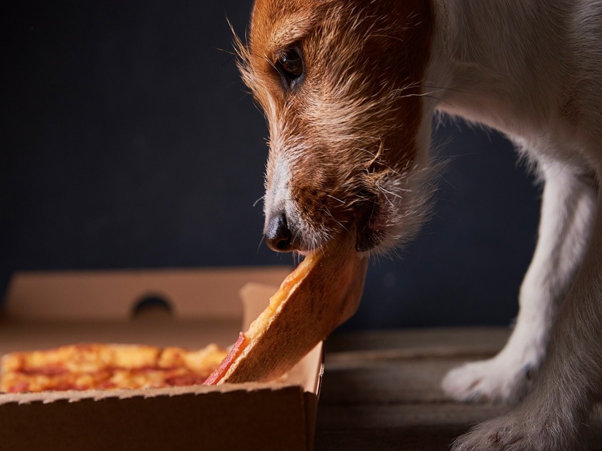 can dogs eat junk food