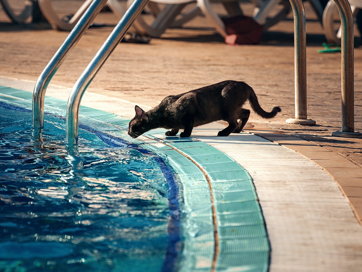 Why Do Cats Hate Water 10 Reasons Why Spot®