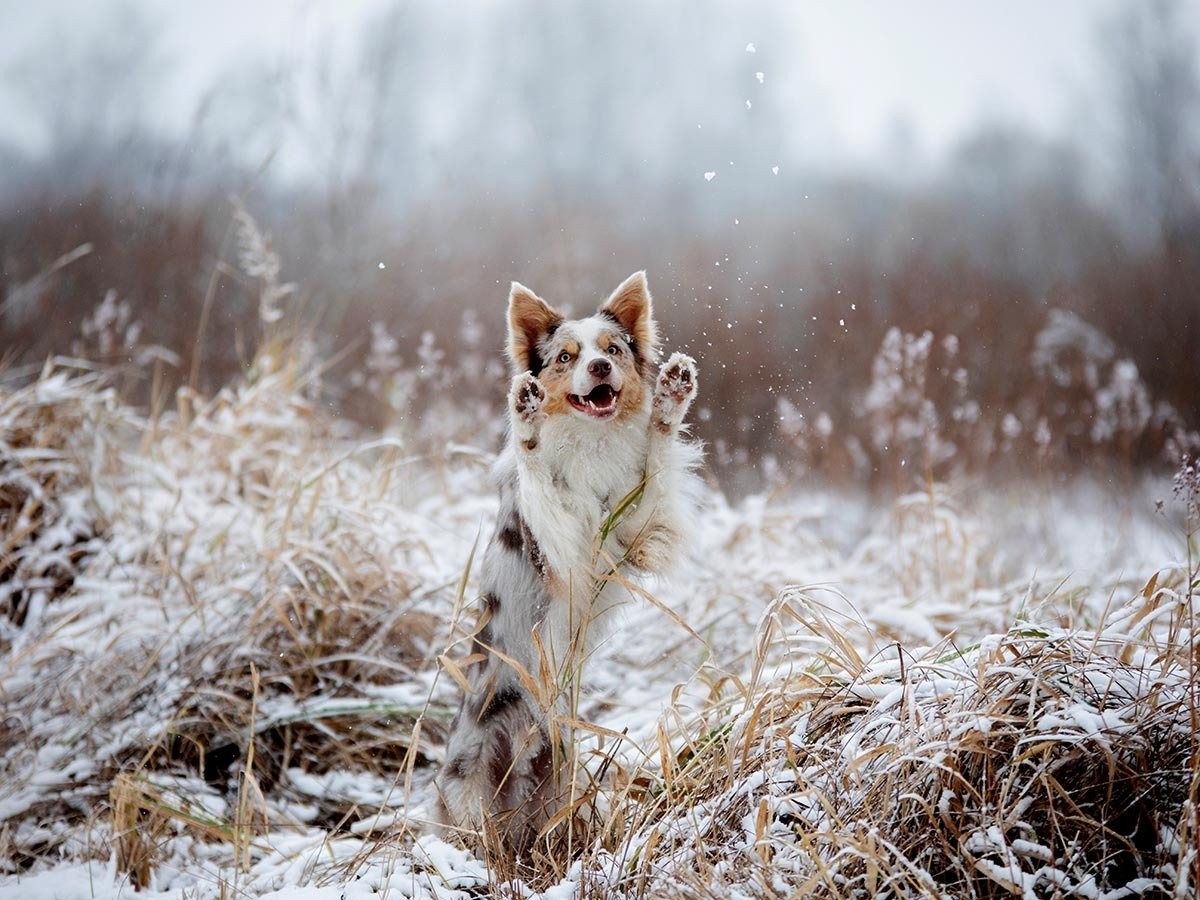 Do Border Collies Shed? | Spot®