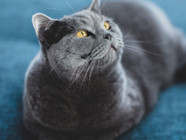 British Shorthair Cat Breed Guide Spot British Shorthair Cat Breed Guide Spot