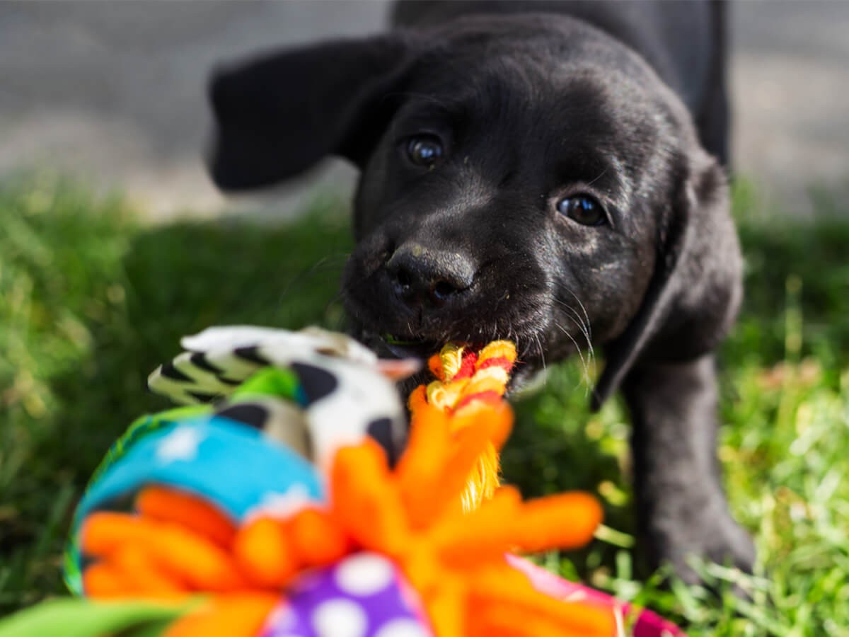 PAW5 Wooly Snuffle Mat - Scottsdale, AZ - Fetching Dog