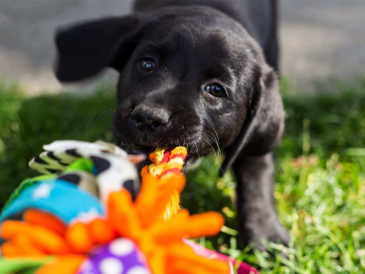 Best Dog Toys in 2024 Spot Canada